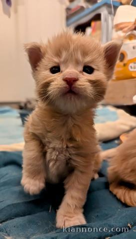 Chatons main coon a donner 