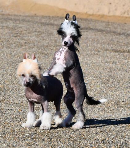 Chiots Chien chinois à crête disponibles de suite 