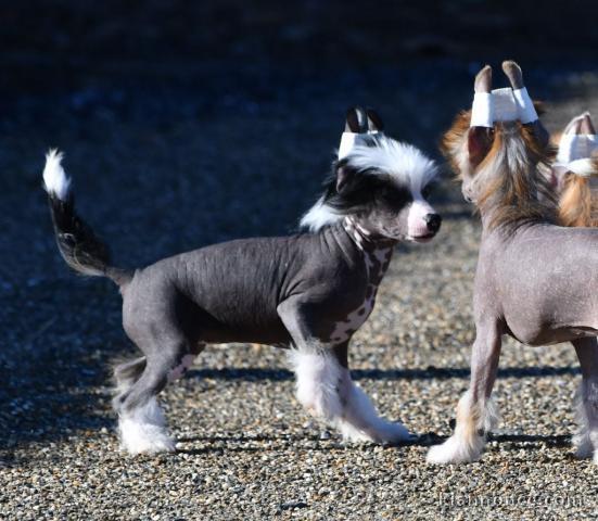 Chiens chiot chinois à crête disponibles pour Noël 