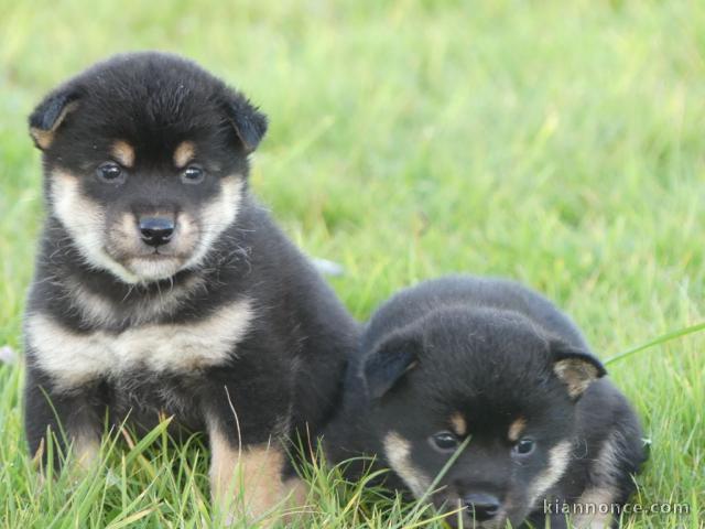 Chiot Shiba inu à donner 