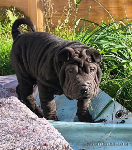 Chiot shar pei mâle à adopter 