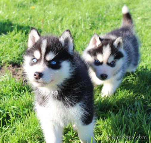 Chiot husky sibérien aux yeux bleus à donner 