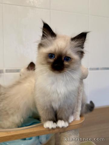 Chatons Sacré de Birmanie disponibles pour Noël 