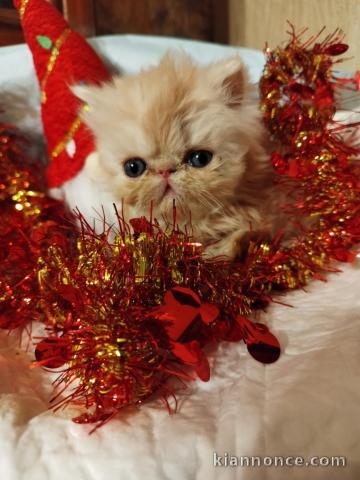 Chatons Persan adorable à donner 