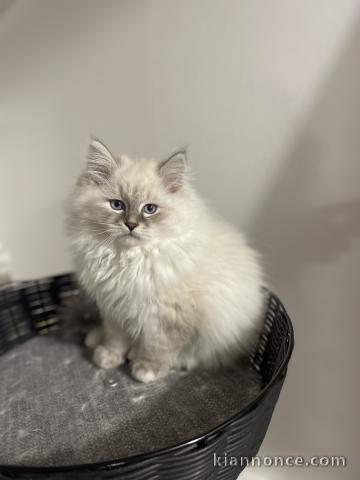 Adoption chat sibérien disponibles 