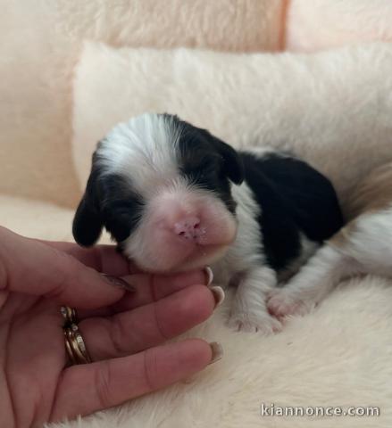 Chiot cavalier king charles a donner 