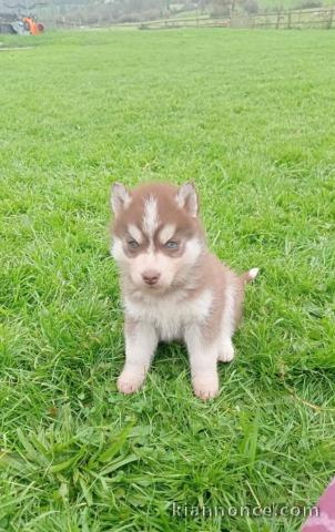 Chiot husky prêt à être accueillir 