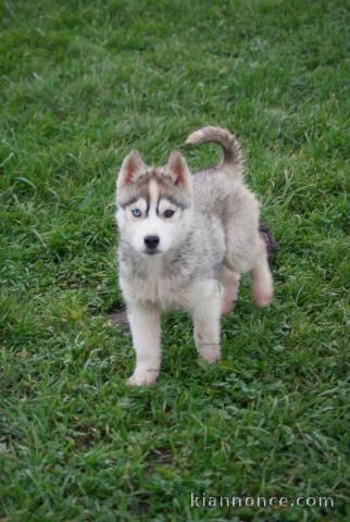 Je donner chiot husky sibérien 