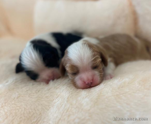 Chiot cavalier king charles à donner 