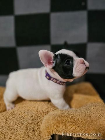 chiot bouledogue français a donner 