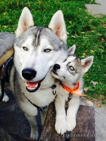 Chiot type husky sibérien à donner 