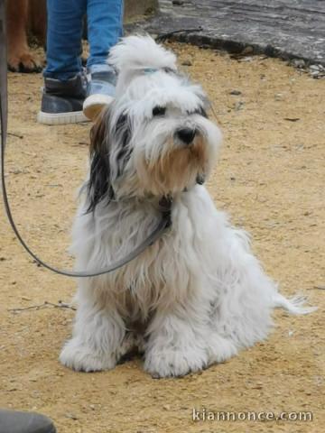 Chiots Terrier Tibetain à donner 