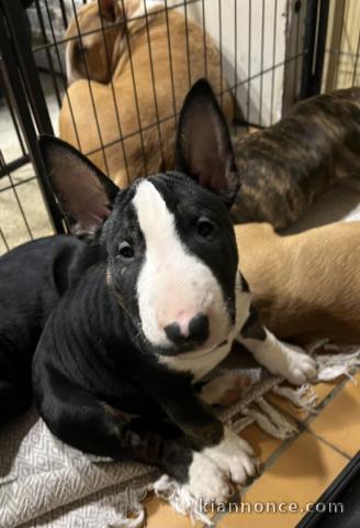 Chiot bull terrier adorable disponibles 