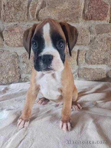 Chiot boxer disponibles de suite 