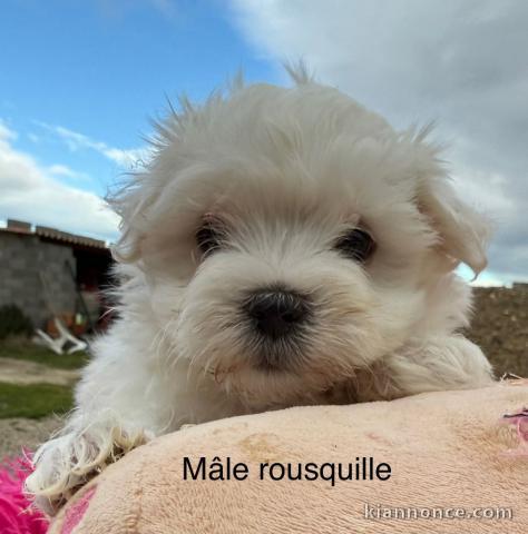 Chiot bichon à adopter 