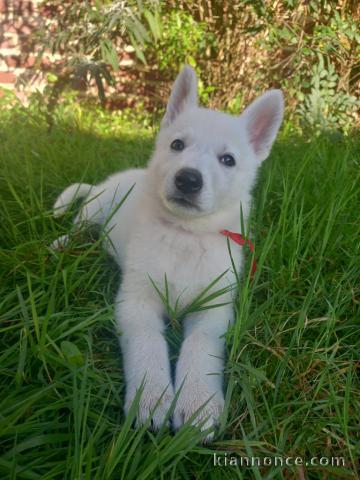 Chiot berger blanc suisse disponibles de suite 