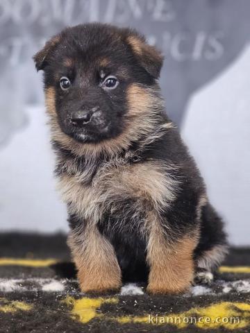 Chiot berger allemand à donner 