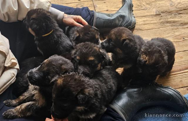 Chiot berger allemand pour compagnie 