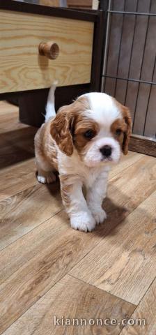 Chiot cavalier king charles a donner 