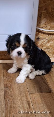 Chiot cavalier king charles disponibles de suite 