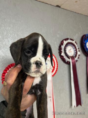 Chiot boxer disponibles de suite 