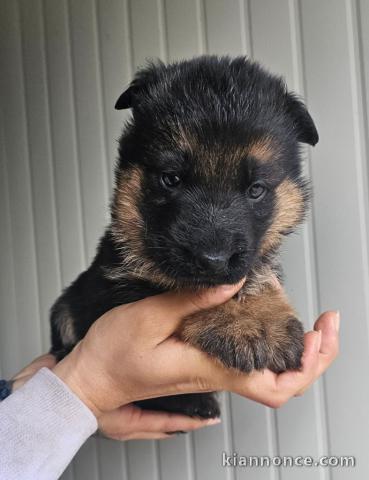 Chiot berger allemand à donner 