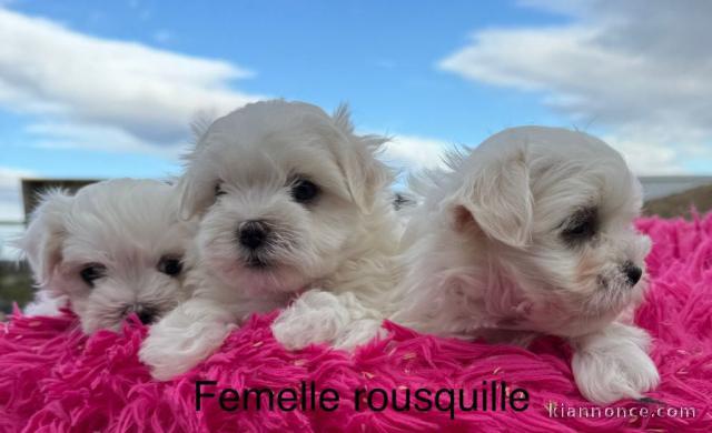 Chiot bichon maltais magnifique 