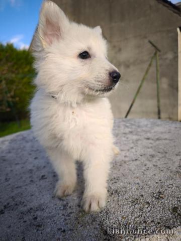 Chiot berger blanc suisse à adopter 