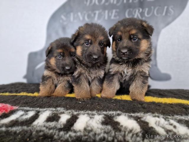 chiot berger allemand pour Noël 