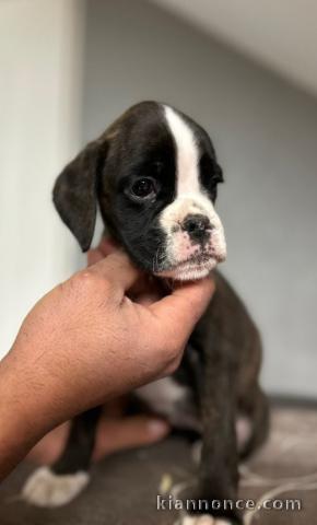 Chiot boxer disponibles de suite 