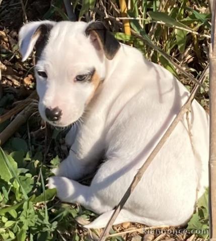 chiot jack russe à donner contre bon soin 