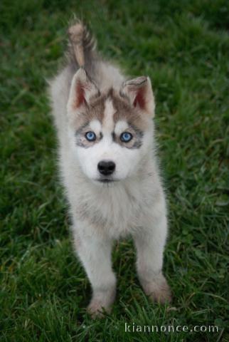 chiot type sibérien husky à adopter 