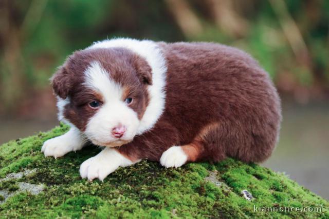 Chiot berger australien lof a donner 