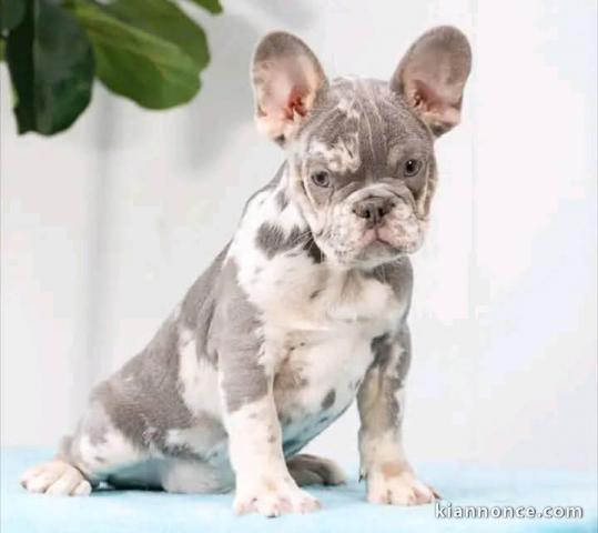 chiot bouledogue français disponibles 