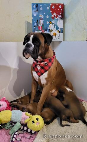 Chiot boxer disponibles pour adoption 