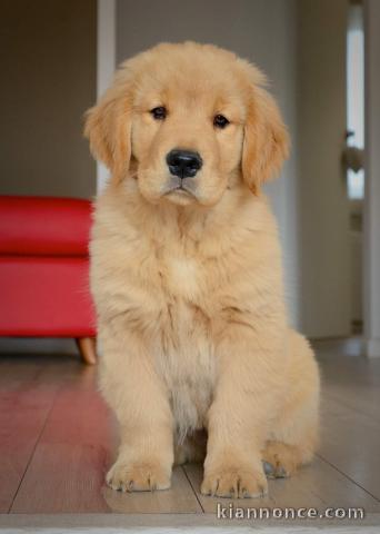 adorable chiot golden retriever 