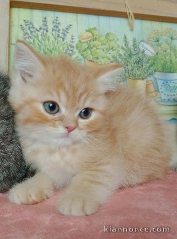 Chatons British Shorthair et Longhair