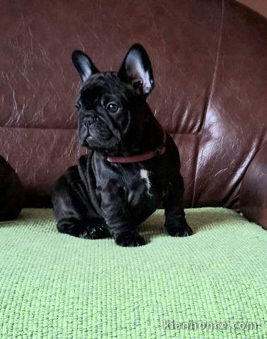 Bouledogue français chiots