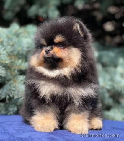 Adorable chiot Spitz allemand femelle 