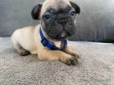 Chiot bouledogue français a donner 