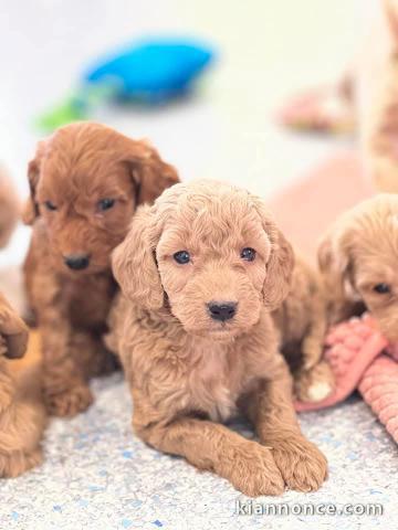 Chiot cockapoo mâle et femelle disponibles 