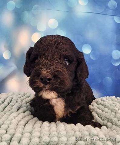 chiot cockapoo mâle à donner 