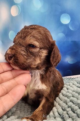 Chiot cockapoo femelle disponibles 