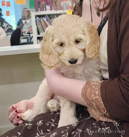 Adopter chiot cockapoo mâle 