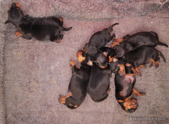 Chiot pinschers nain noir et feu disponibles 