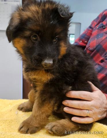 chiot type berger allemand disponibles 