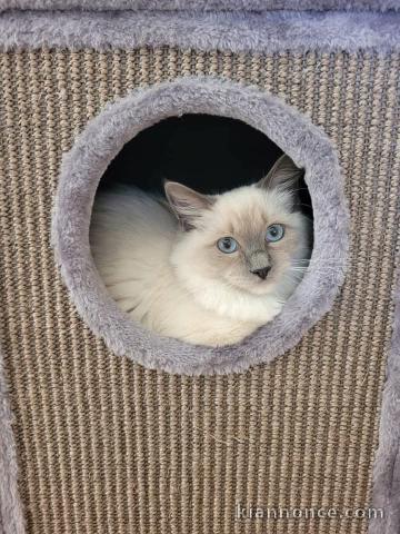 chat Ragdoll mâle disponible 