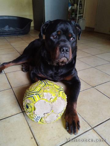 chiot rottweiler pour adoption 