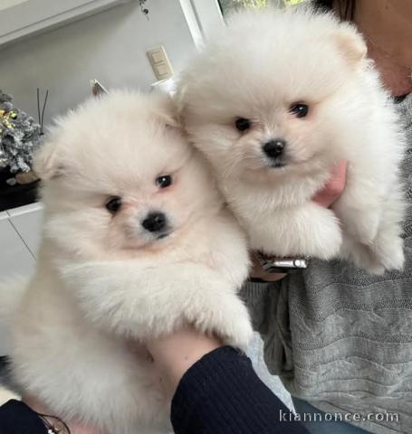 chiot type spitz nain Poméranie adorable 