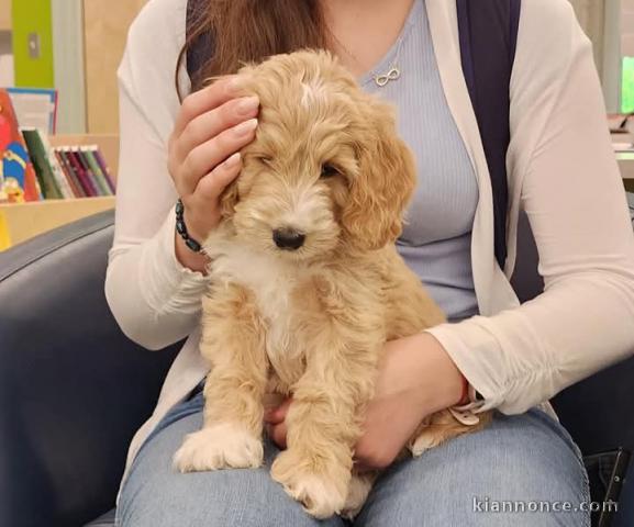 je donne chiot cockapoo disponibles 